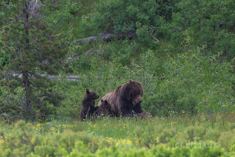 Grizzly 399 Smackdown II