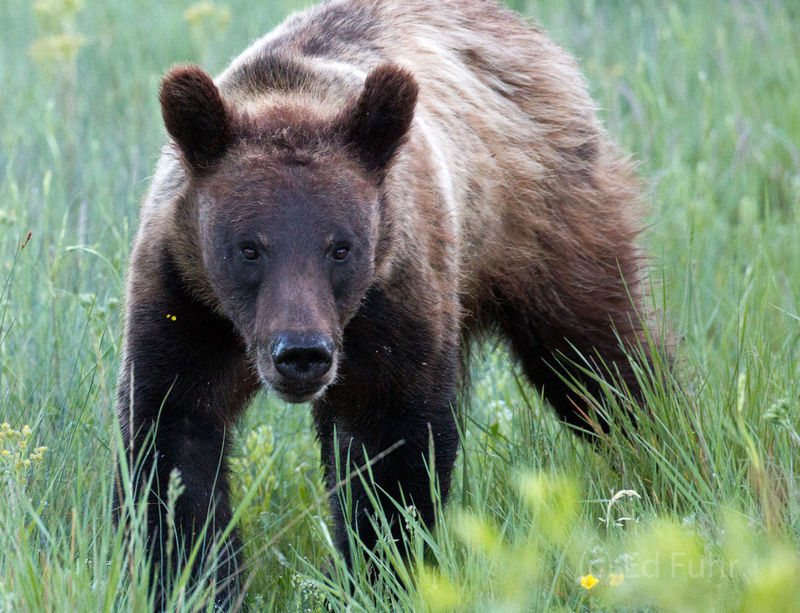 Lost Grizzly Cub
