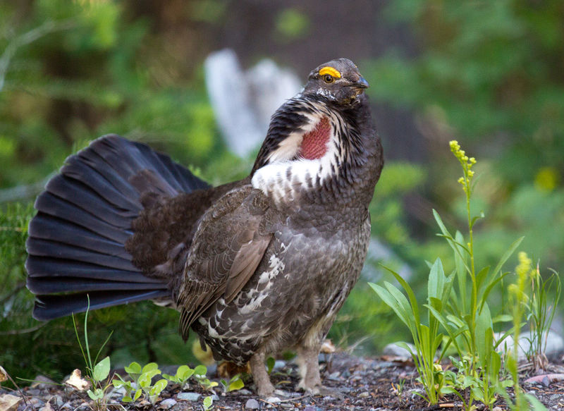 Dusky Grouse