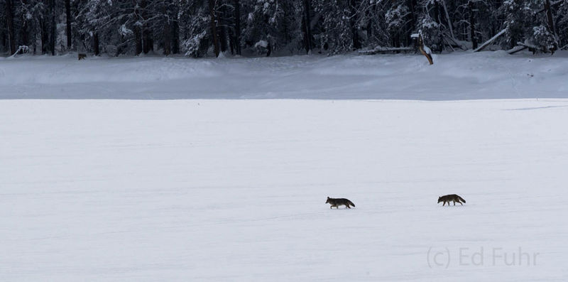 Crossing the Frozen River