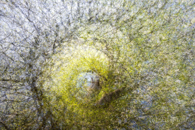 Dogwood Impression