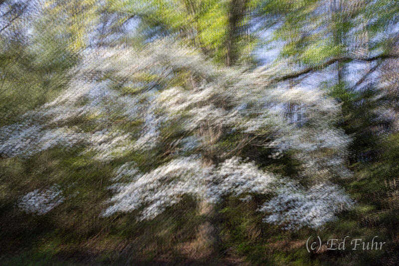 Dogwood Impression II