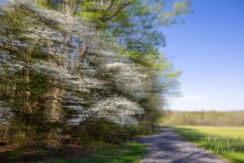Dogwood Drive Impression