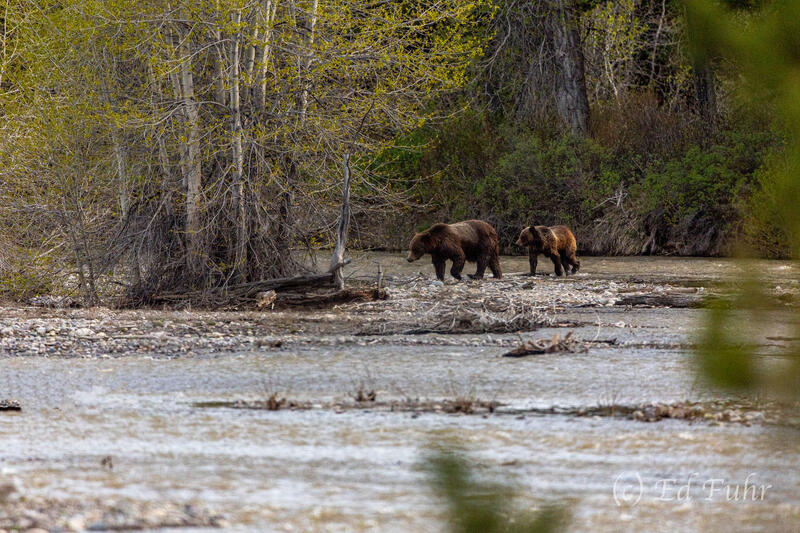 By Pilgrim Creek