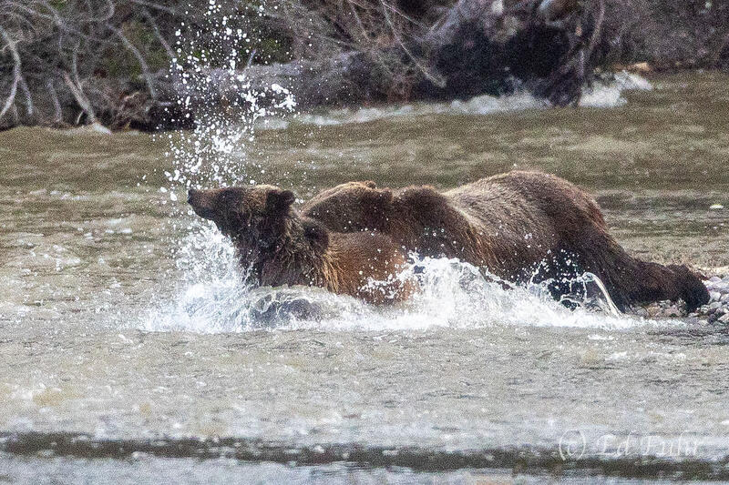 A Cold Swim