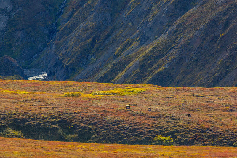 Grizzly Tundra