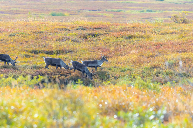Caribou Siesta