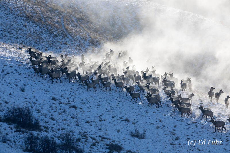 Winter Migration