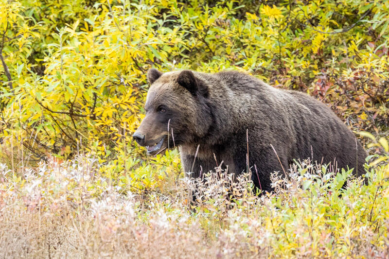 Grizzly Prowl