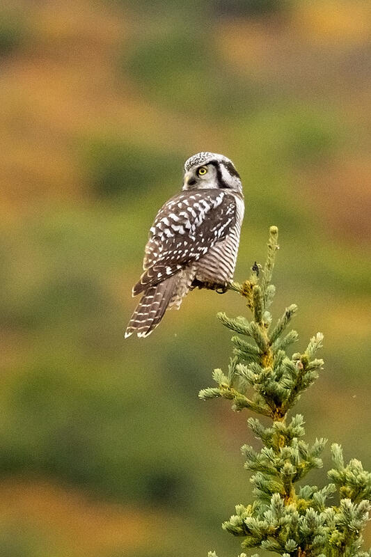 Hawk Owl