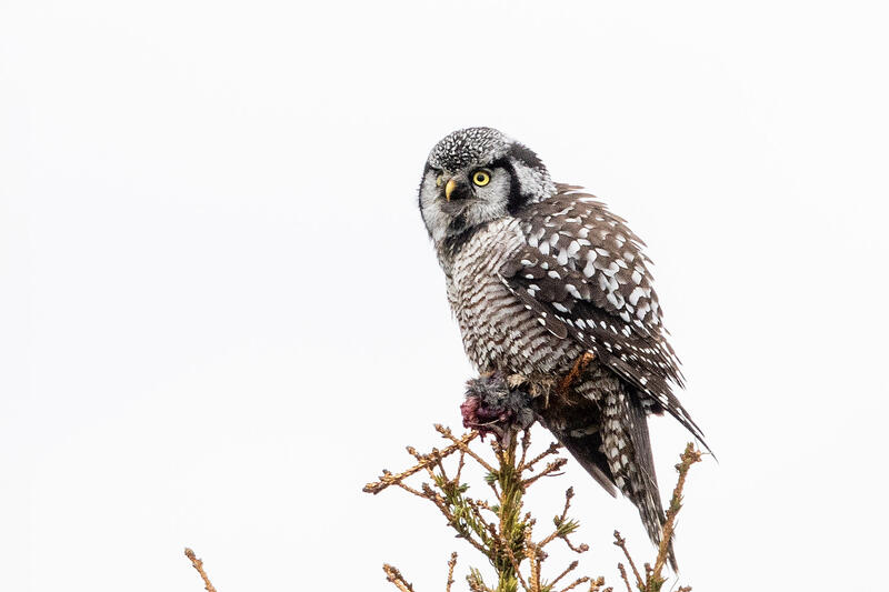 Hawk Owl II