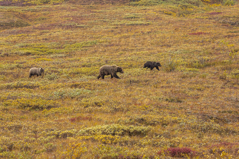 Across the Tundra