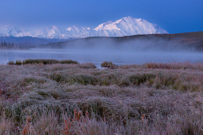 Frozen Grasses
