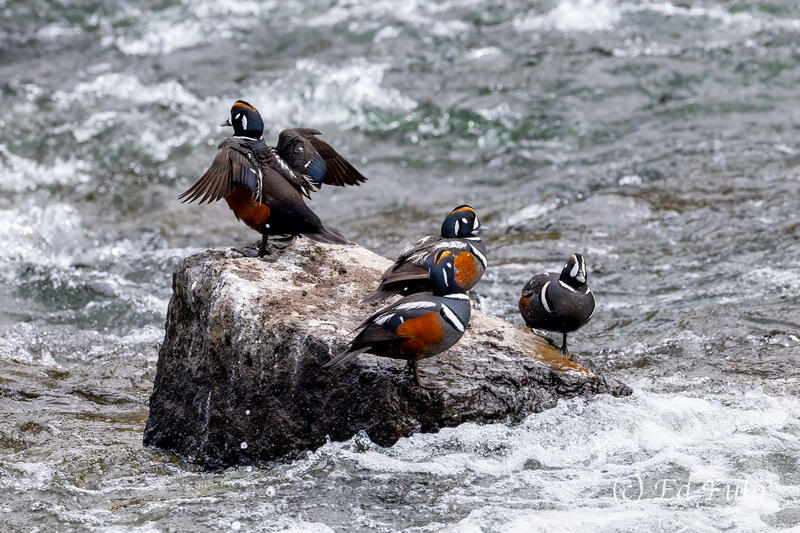 Harlequins 