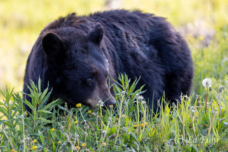 Morning Forage