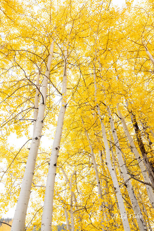 Two Ocean Aspen