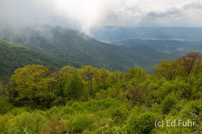 Timber Hollow Overlook