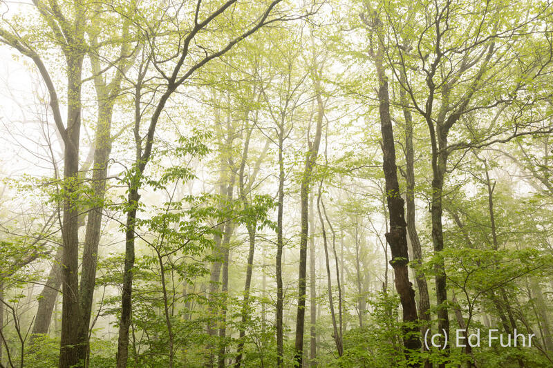 Spring Forest 