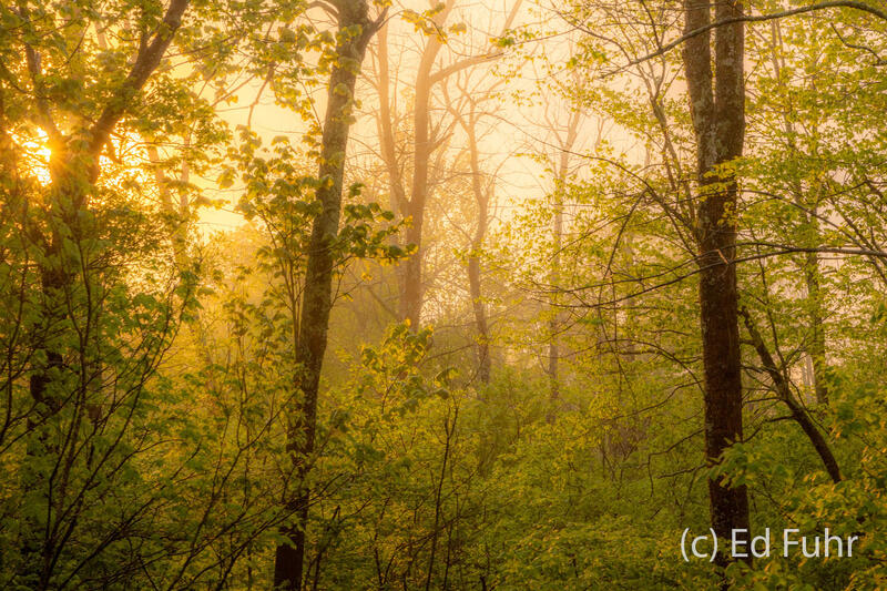 Evening Glow