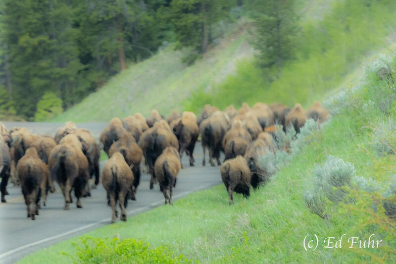 Stampede