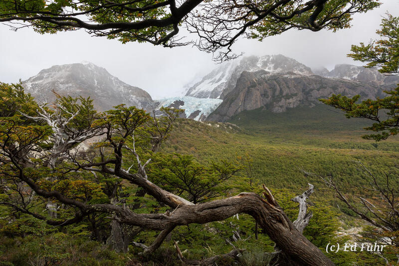 A View Through the Trees