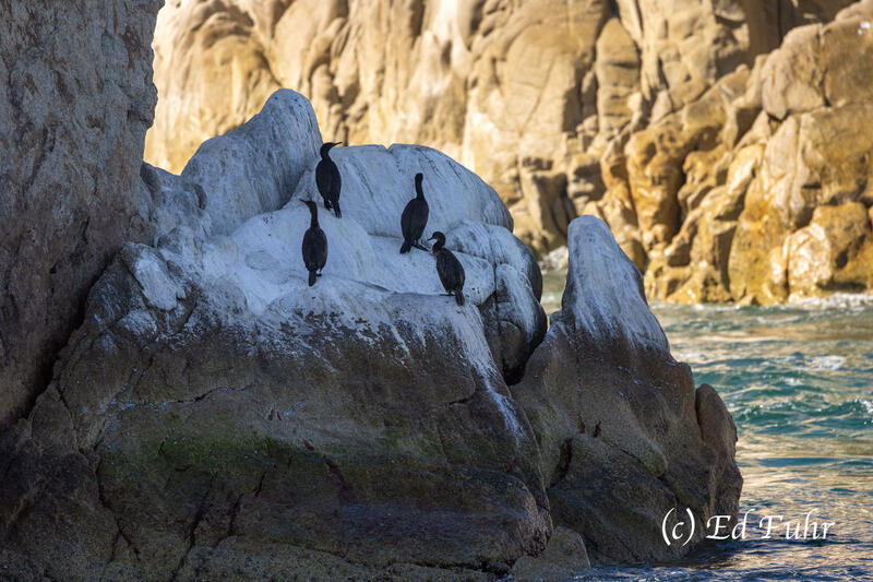 Cormorants