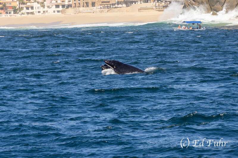 2025, sea of Cortez, , whale