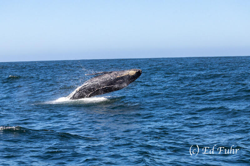 2025, sea of Cortez, , whale