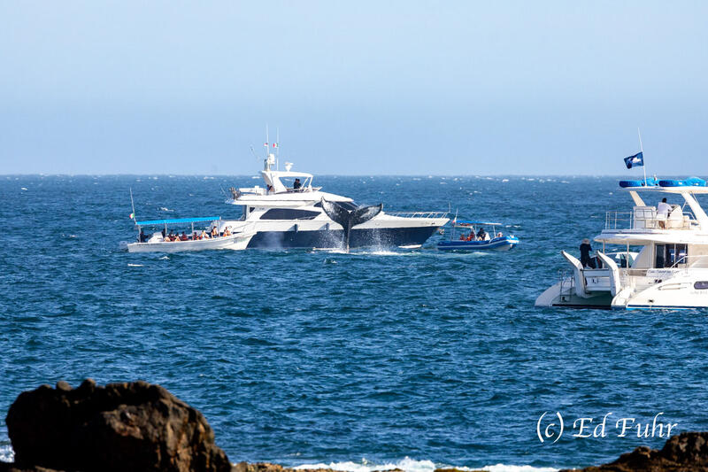 Whale Watch