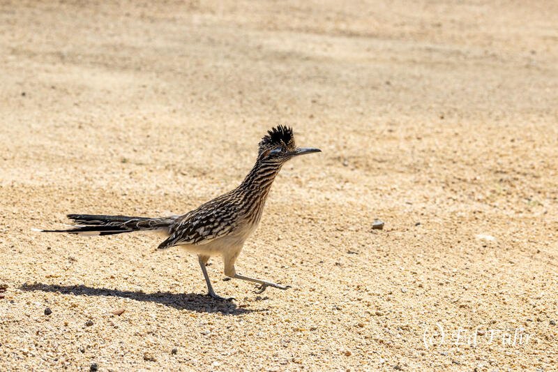 Roadrunner