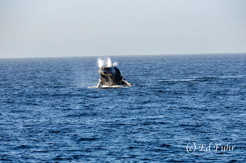 2025, sea of Cortez, , whale