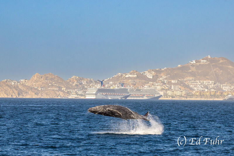 Whale Carnival