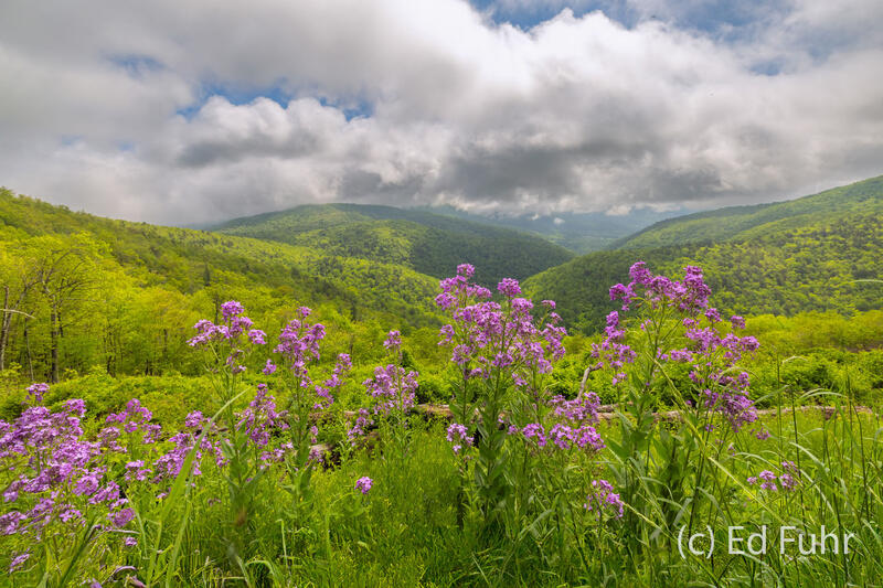 Ivy Creek Overlook