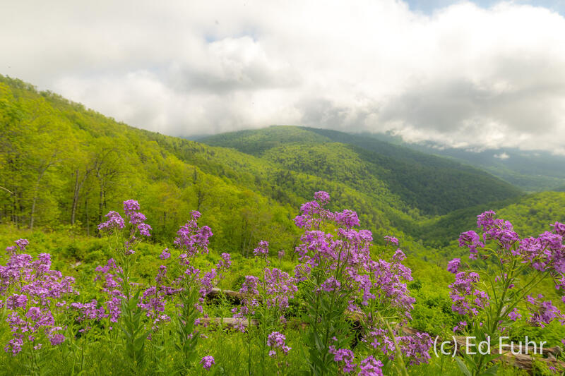 Springtime at Ivy Creek 