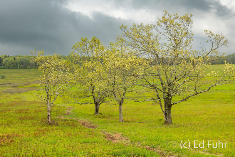 The Greening of Big Meadows