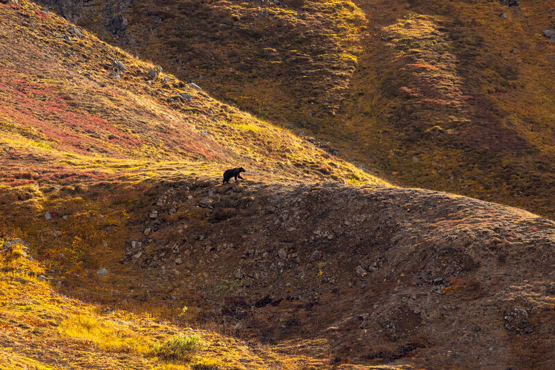 Bear Landscape