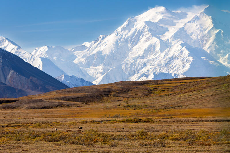 Where Grizzlies Roam