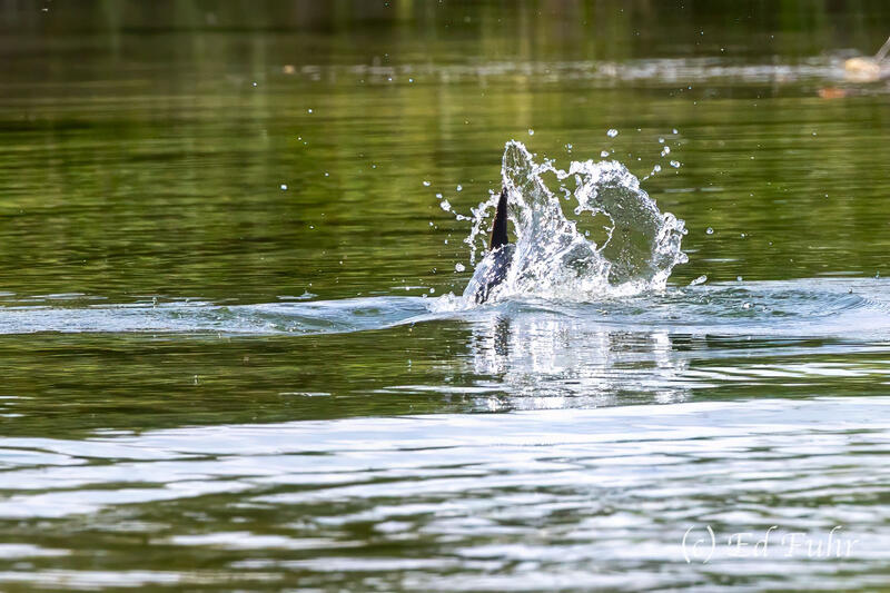 Splash