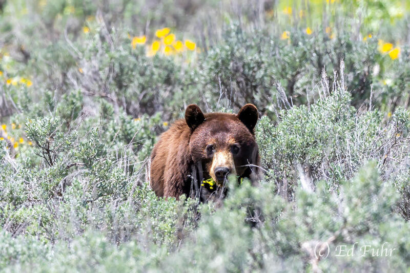 Where Grizzlies Once Roamed