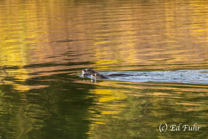 Oxbow Otters