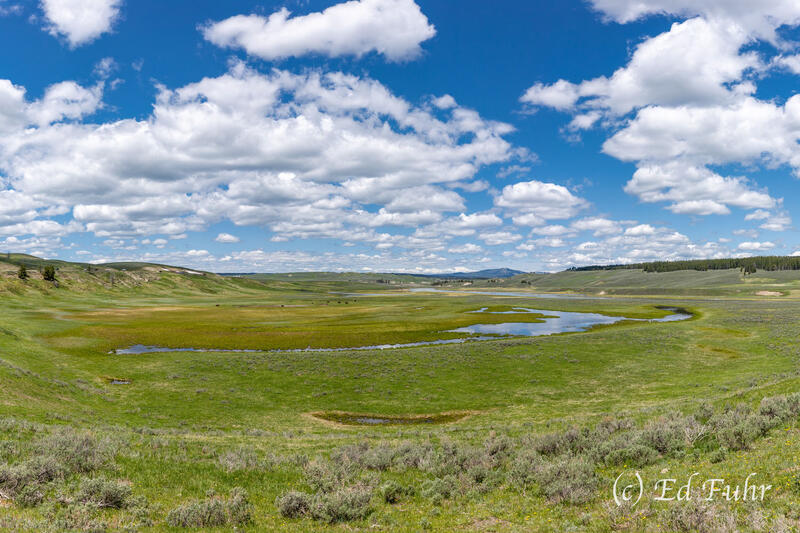 Hayden Valley, 2025