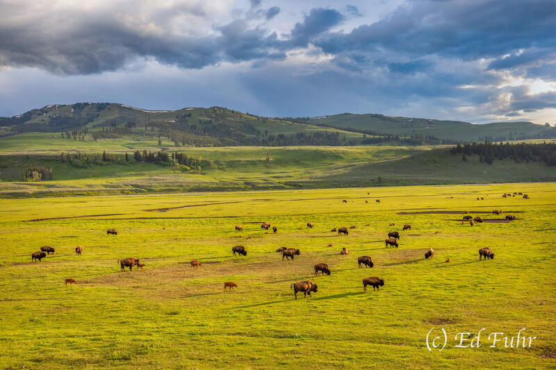 Yellowstone Grandeur