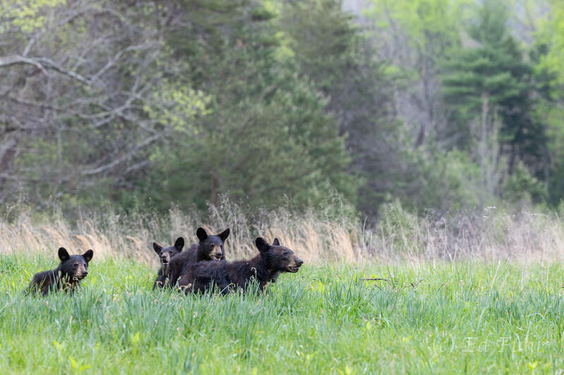 Mom and Her Cubs