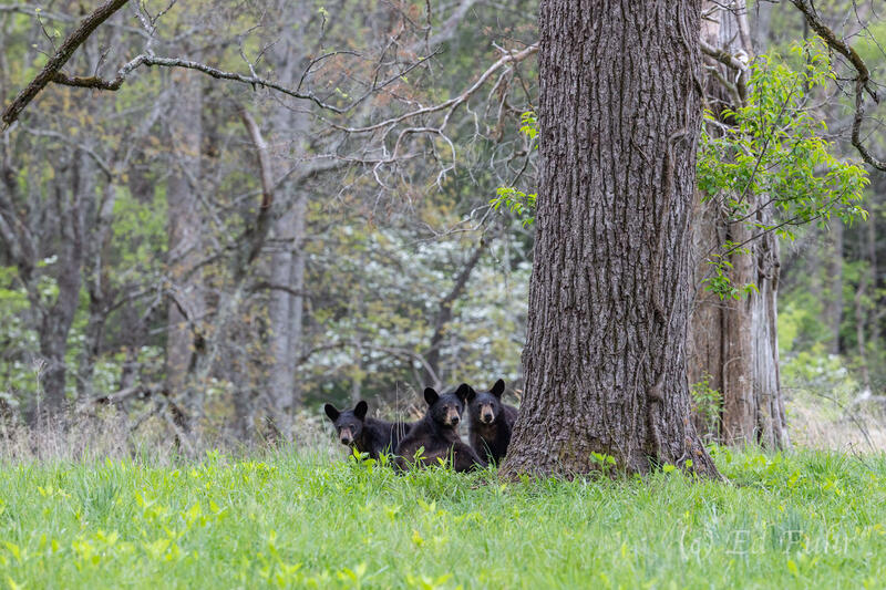 Cub Play