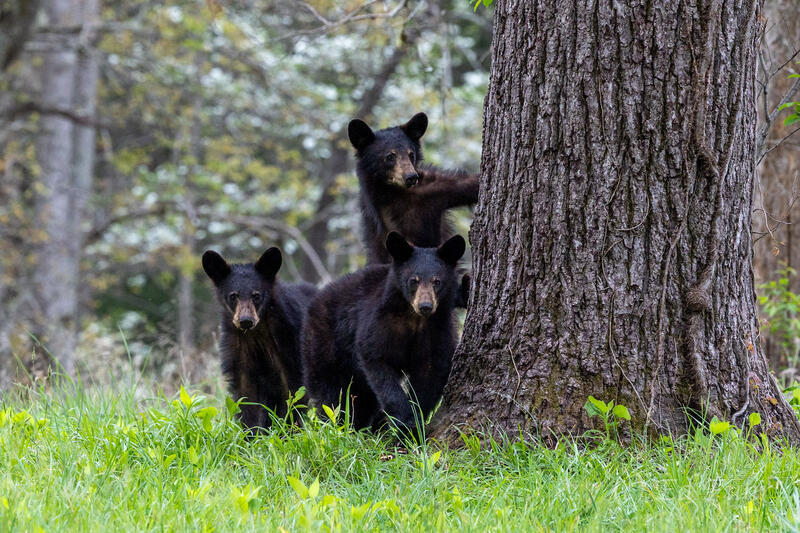 Threesome