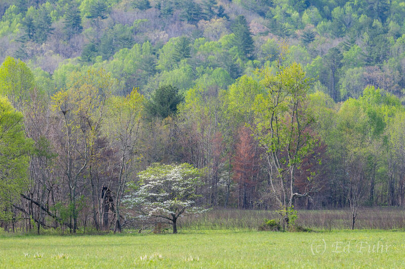 Springtime in the Cove 