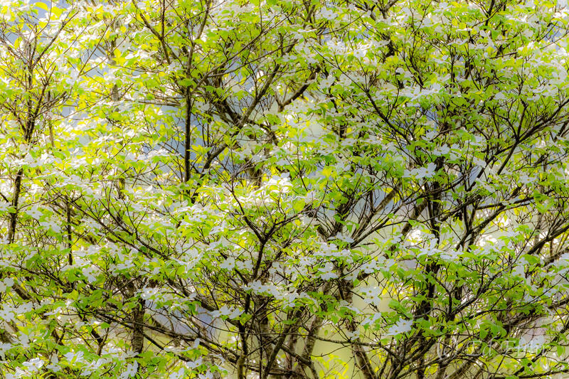 Spring Dogwood