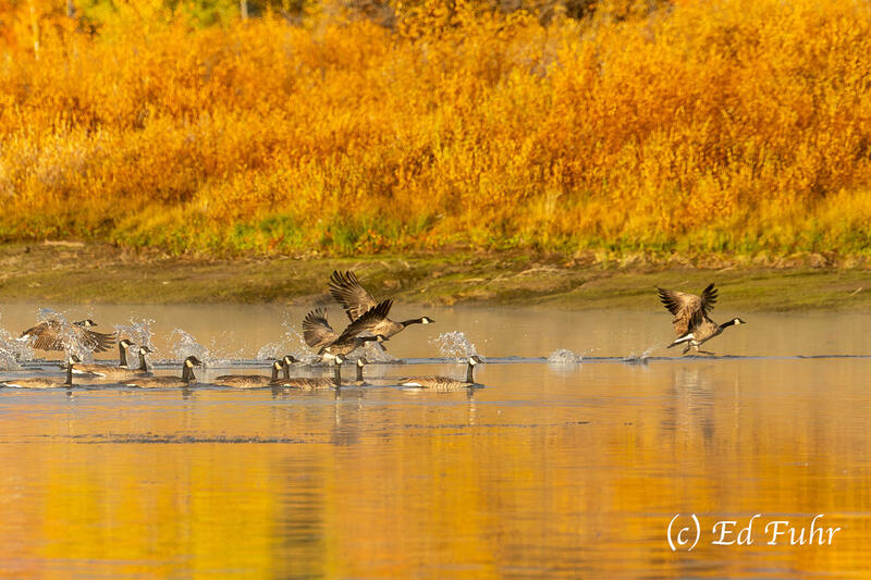 Coming in for a Landing 