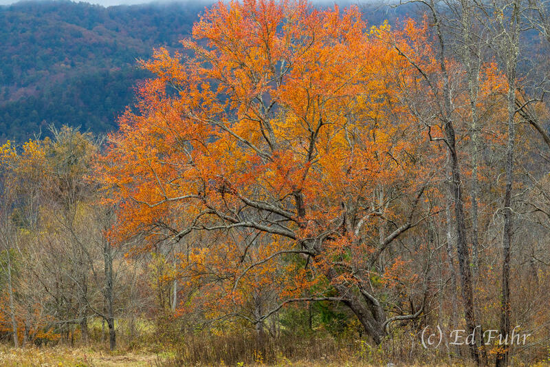 Big Orange Country 