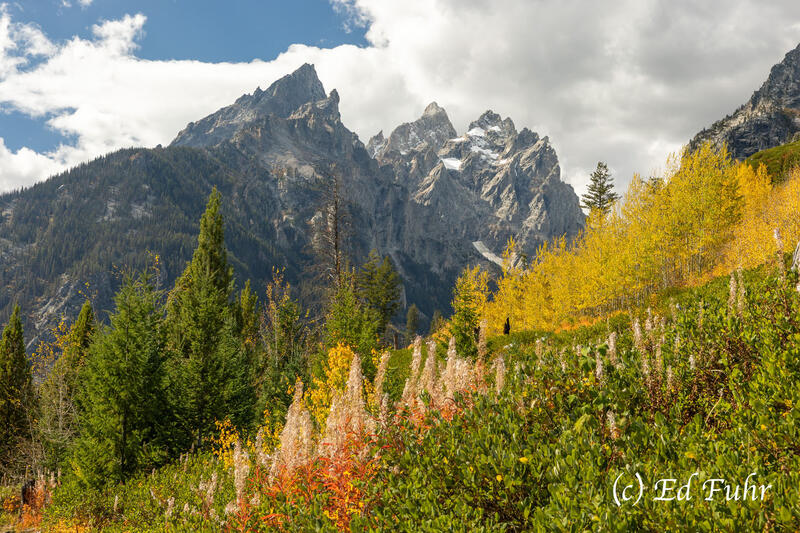 End of Fireweed Season